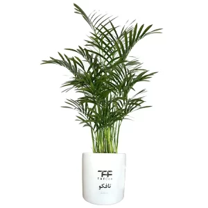 گل طبیعی شاما دورا تاکو کد 2